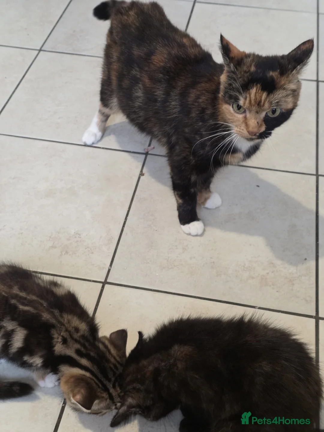 Mixed Breed cats for sale: Mixed Breed Kittens - Advert 2