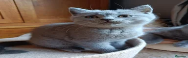 British Shorthair 1