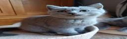 British Shorthair cats for sale: Blue British shorthairs kittens with GCCFpedigree - Advert 14