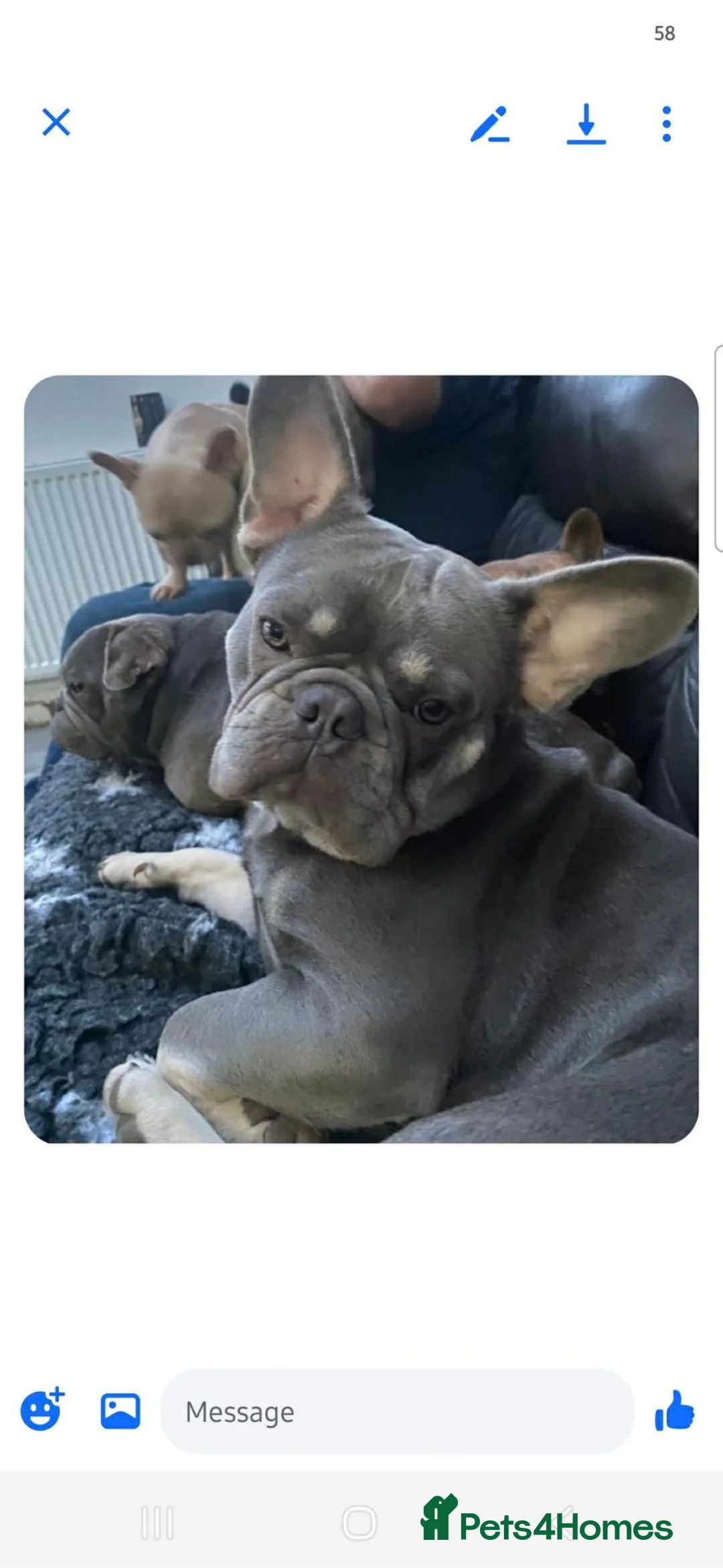 French Bulldog dogs for sale: Puppies for sale in Weymouth - Advert 10