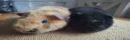Guinea Pig rodents for sale: Teddy baby boars brothers  - Advert 2