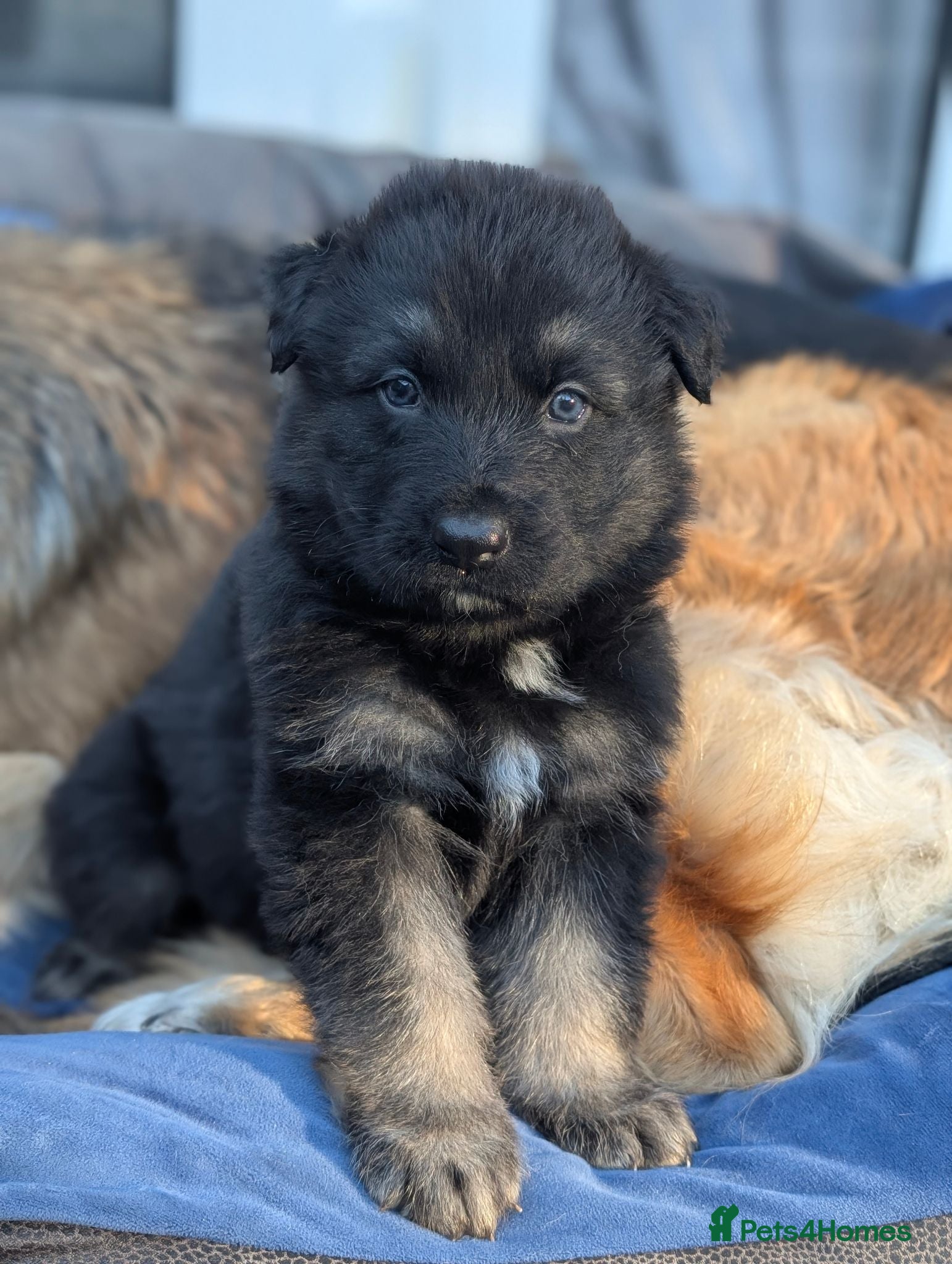 German Shepherd dogs Long haired German shepherd pups - Advert 4