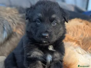 German Shepherd dogs Long haired German shepherd pups - Advert 6
