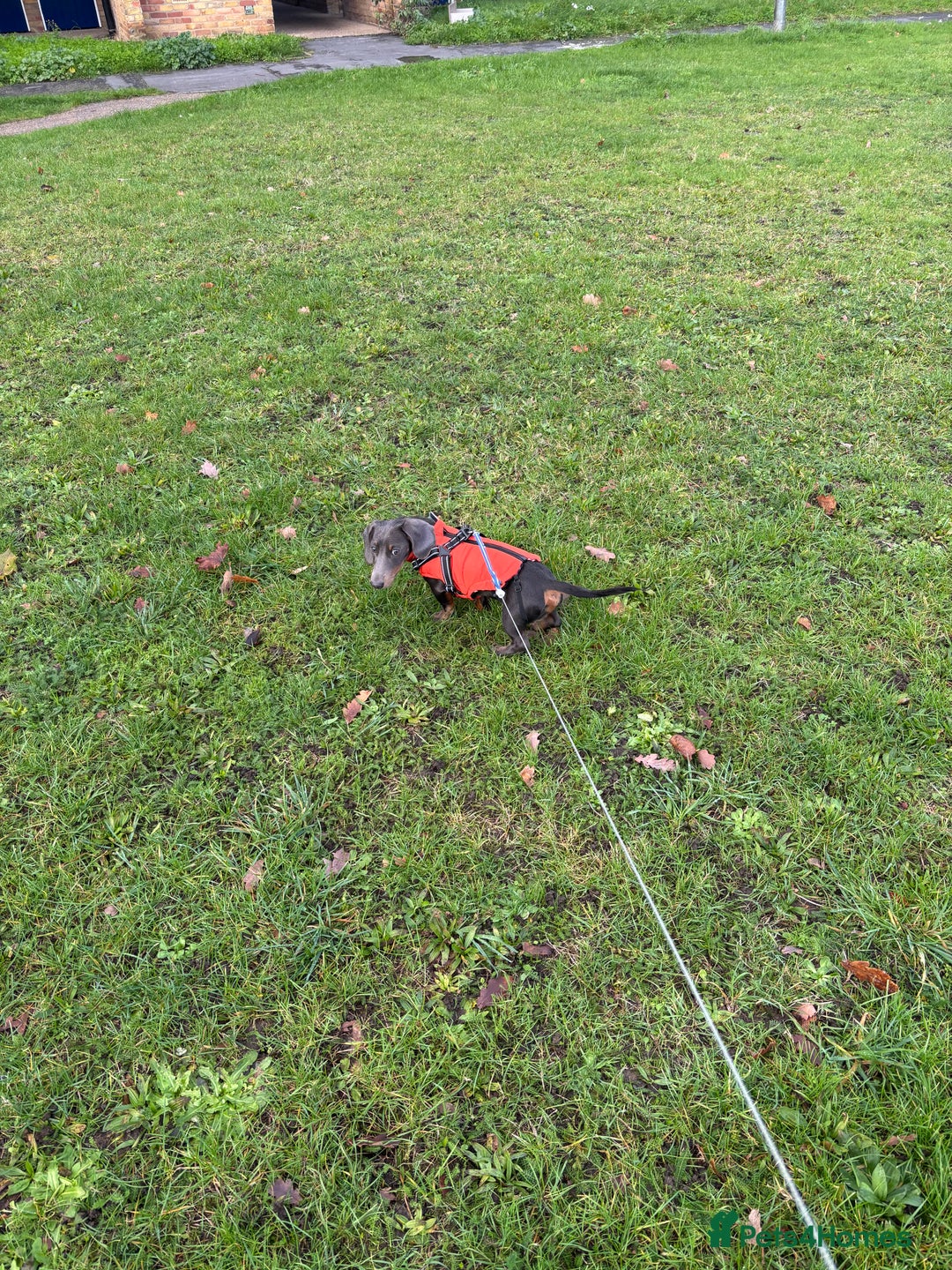 Miniature Dachshund dogs for sale: “Miniature dachshund”  - Advert 4