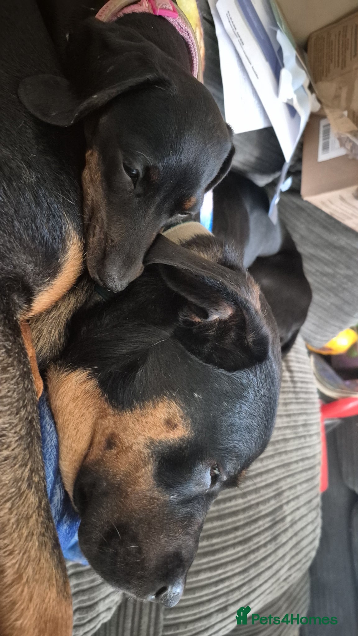 Mixed Breed dogs 2 year old staff mix - Advert 5