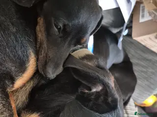 Mixed Breed dogs 2 year old staff mix - Advert 14