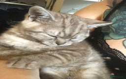 British Shorthair cats for sale: Last beautiful little British short haired boy  - Image 1