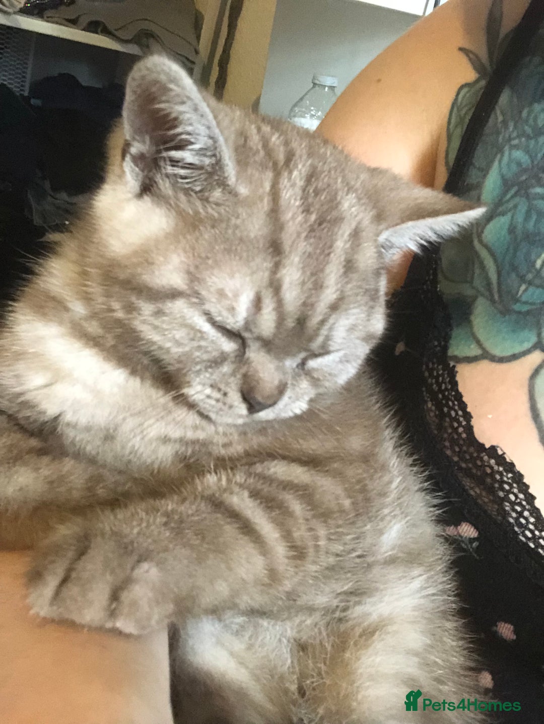 British Shorthair cats for sale: Last beautiful little British short haired boy  - Image 1