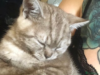 British Shorthair cats for sale - Advert 1