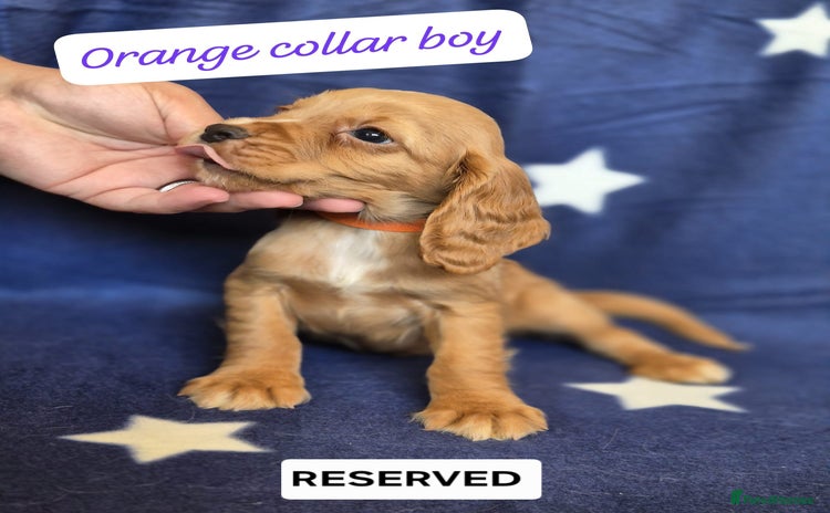 Cocker Spaniel dogs - Advert 5