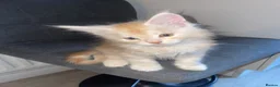 Maine Coon cats for sale: Rare Red Silver Maine Coon Kittens Available  - Advert 8