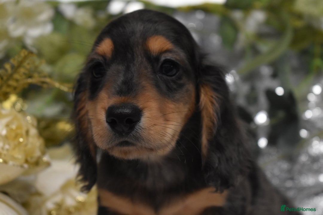 Miniature Dachshund dogs for sale: KC Miniature Dachshund Long Coat - Advert 4