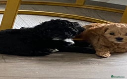 Shihpoo dogs for sale: F1B Toy Poodle 🔥 **READY TO GO** in Glasgow - Image 10