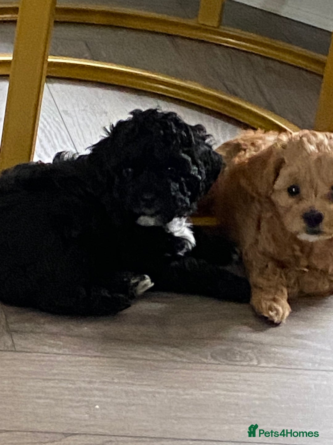 Shihpoo dogs for sale: F1B Toy Poodle 🔥 **READY TO GO** in Glasgow - Image 10