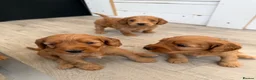 Cockapoo dogs for sale: F1 cockapoo for sale - Advert 7
