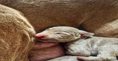 Weimaraner dogs Stunning litter of Silver Weimaraner Puppies. - Advert 2