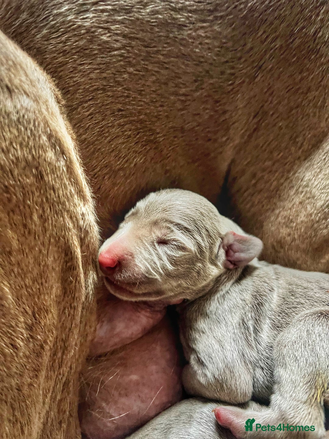 Weimaraner dogs for sale: Stunning litter of Silver Weimaraner Puppies. - Advert 3