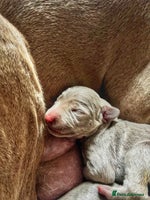 Weimaraner dogs Stunning litter of Silver Weimaraner Puppies. - Advert 2