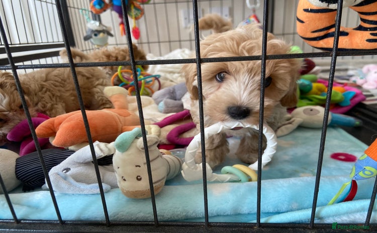 Maltipoo dogs - Advert 4