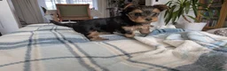 Yorkshire Terrier dogs for sale: Adorable Mini Toy Yorkshire Terrier Puppies - Advert 6