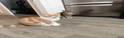 Mixed Breed cats for sale: Two male cats just over 1 year old - Advert 5