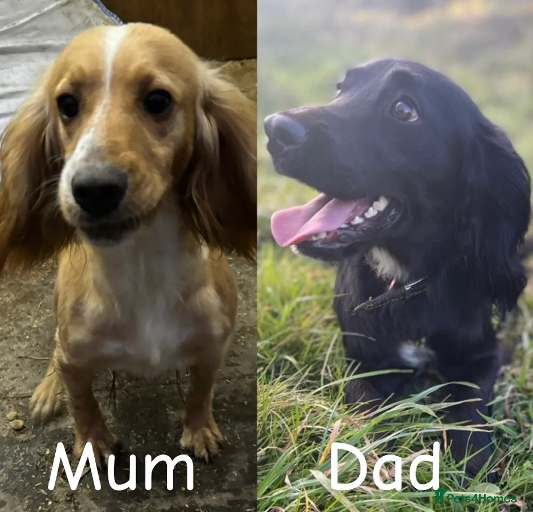 Cocker Spaniel dogs for sale: *Beautiful Litter Of Cockerspaniels* - Advert 2