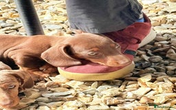 Dachshund dogs for sale: Miniature dashound puppies  - Image 9
