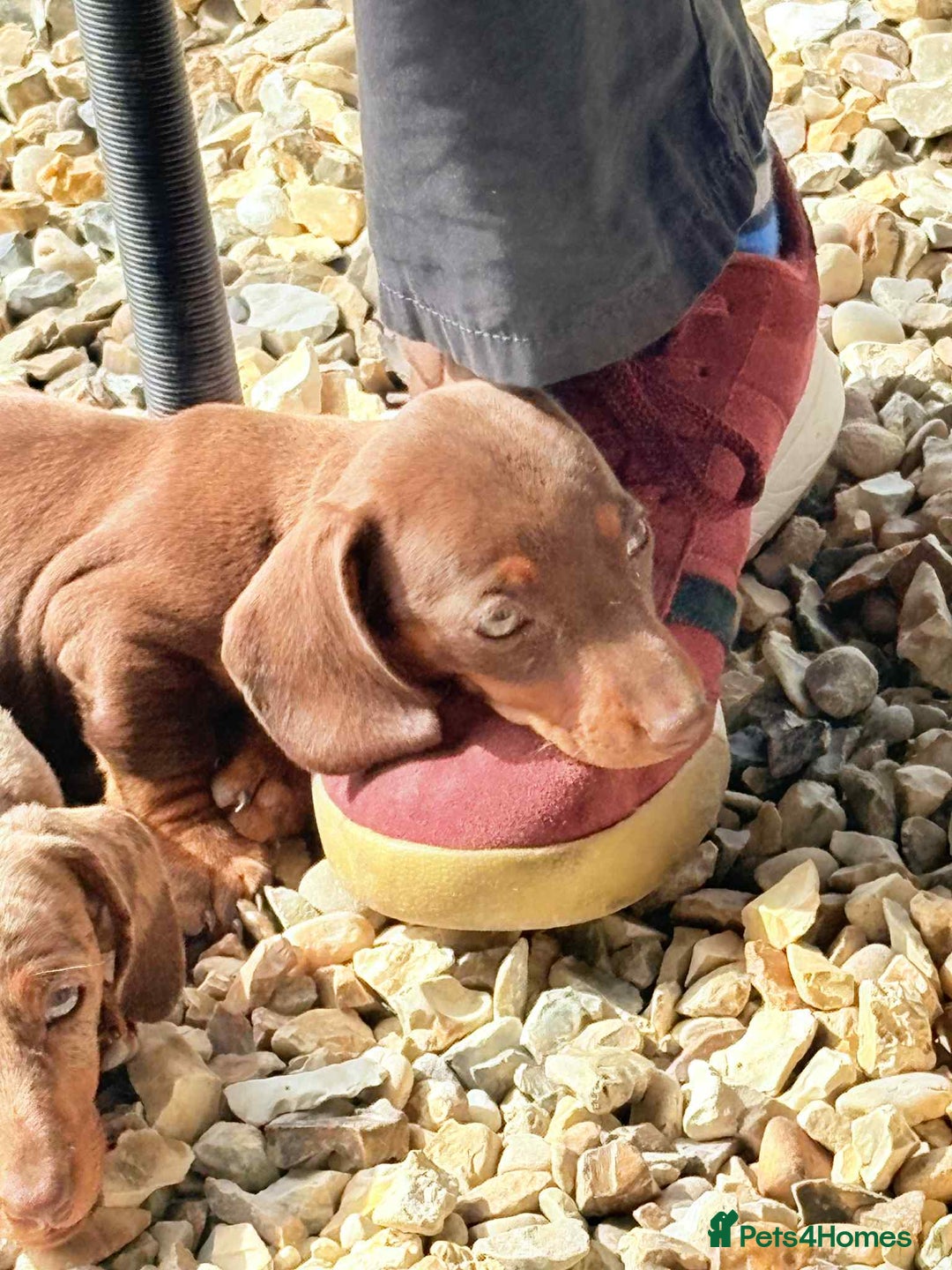 Dachshund dogs for sale: Miniature dashound puppies  - Image 9