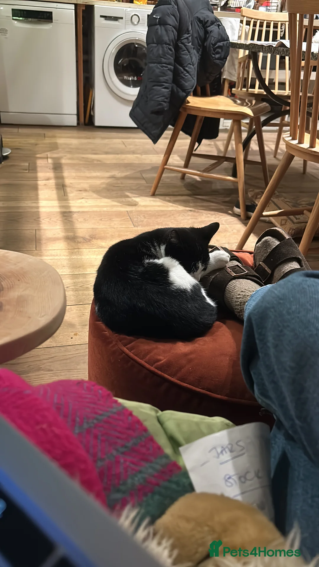 British Shorthair cats for sale: British Shorthair - Mother and Son Re-Home  - Advert 6