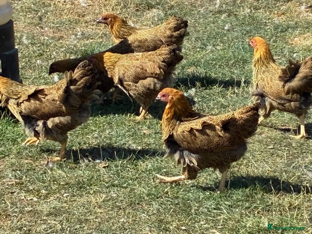 Chickens poultry for sale: Gold Partridge Wyandotte Bantams - Advert 4