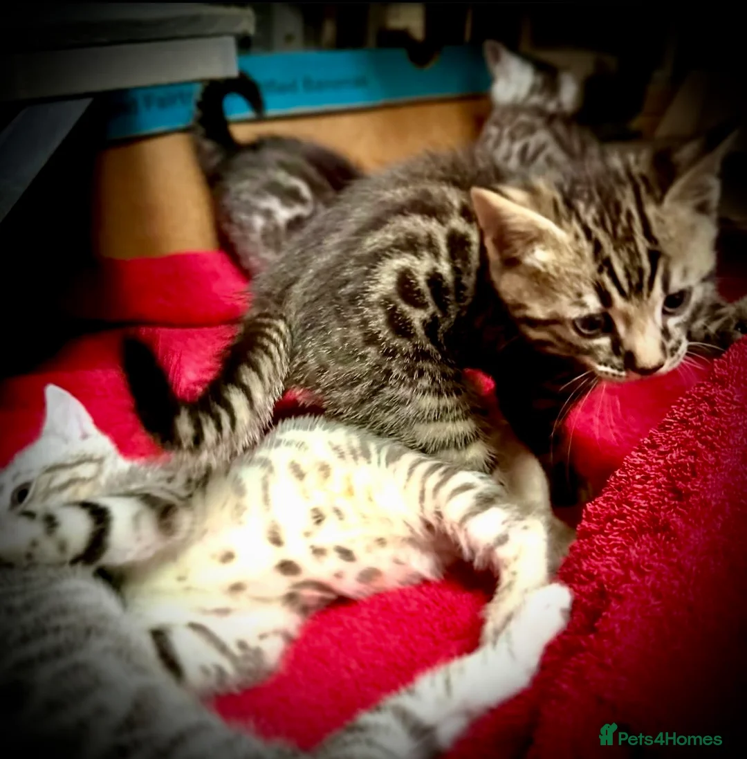 Bengal cats for sale: ✨ Bengal Kittens – Pet Homes (TICA Registerable) in Bournemouth - Advert 2