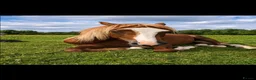Welsh Section B horses for sale: Welsh section B filly  - Advert 4
