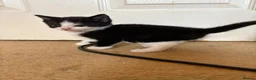 British Shorthair cats for sale: READY TO GO! 1 FEMALE black and white kitten! - Advert 8
