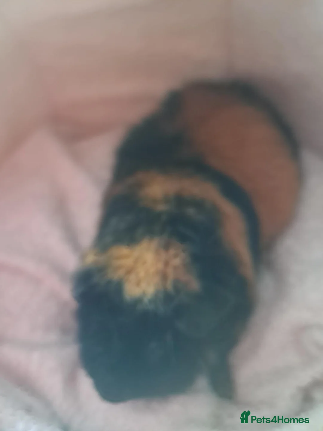 Guinea Pig rodents for sale: BEAUTIFUL BABY TEDDIES - Advert 7