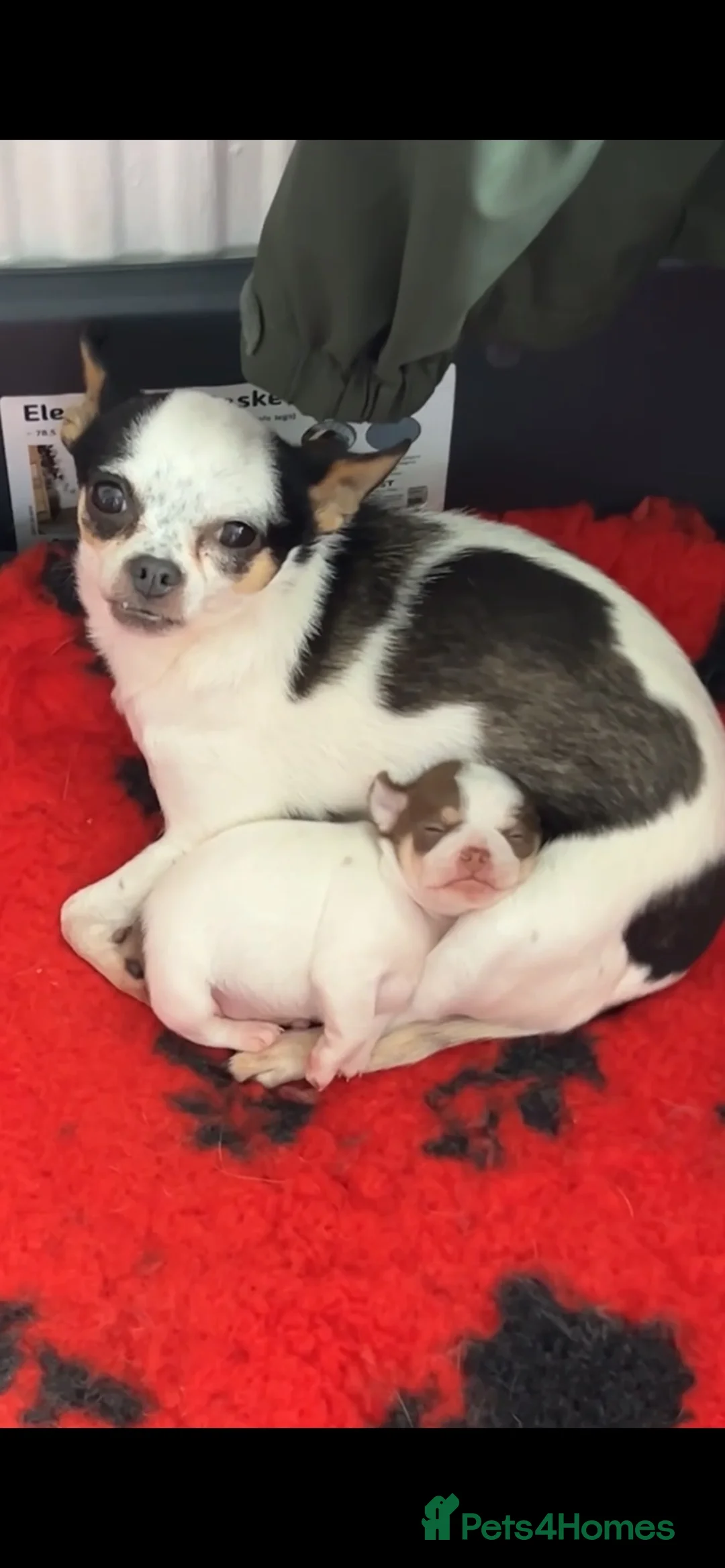 Chihuahua dogs for sale: BARNEY LOOKING FOR HIS FOREVER HOME - Advert 1
