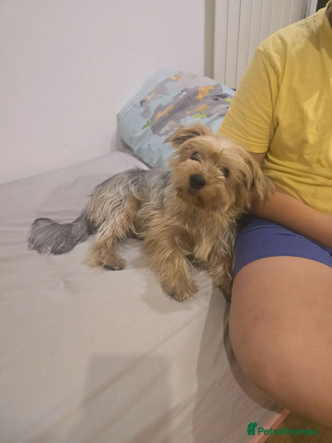 Yorkshire Terrier dogs for sale: Loving Daisy  - Advert 3