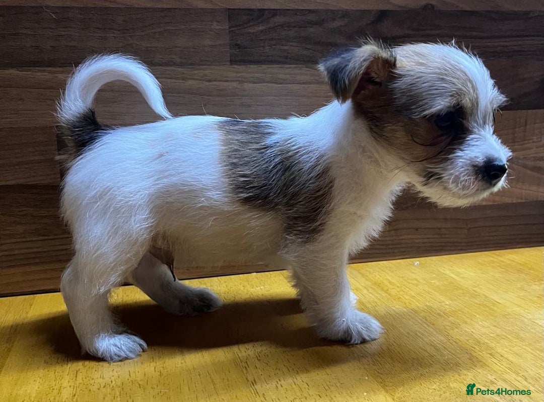 Mixed Breed dogs for sale: Jack Russell with a hint of Bichon Frise. - Image 7