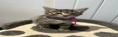 Pink Collar Girl Tabby Colour 