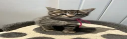 Mixed Breed cats for sale: British Mixed Kittens 5 Girls 1 Boy  - Advert 4