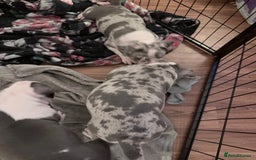 American Bully dogs for sale: Abkc Pocket Bully X Abkc classic Bully puppies - Image 25