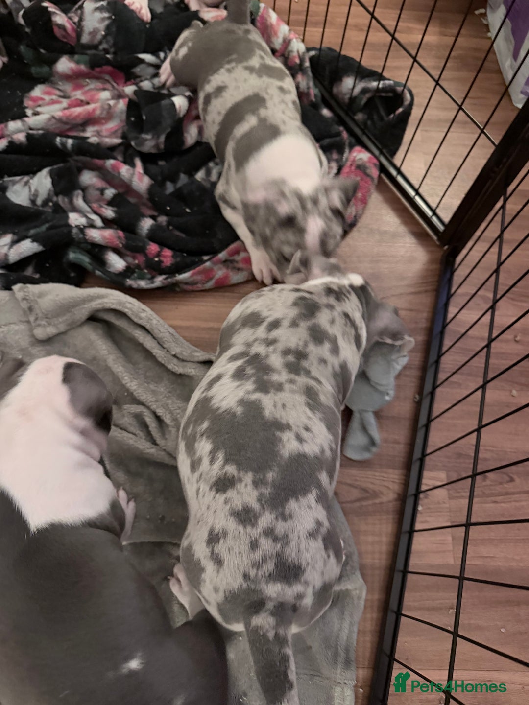 American Bully dogs for sale: Abkc Pocket Bully X Abkc classic Bully puppies - Image 25