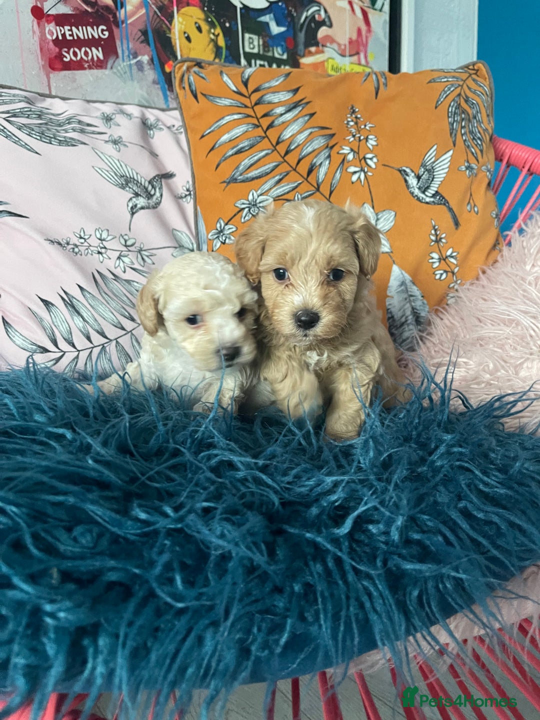 Maltipoo dogs for sale: 💗💙 **  TOY MALTIPOOS💗💙 - Image 4