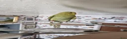 Budgerigars birds for sale: Hand reared, with cage - Advert 2