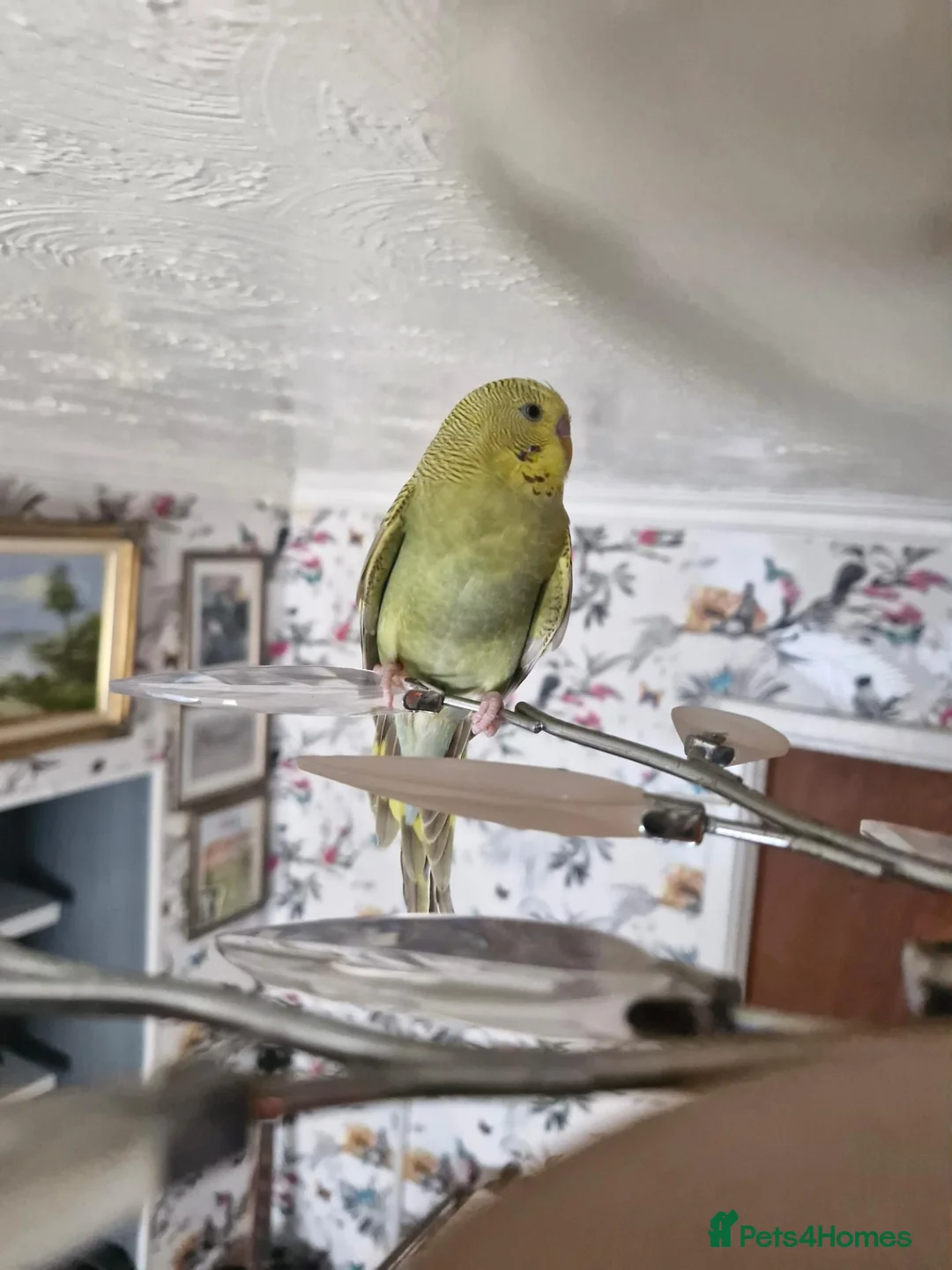 Budgerigars birds for sale: Hand reared, with cage - Advert 2