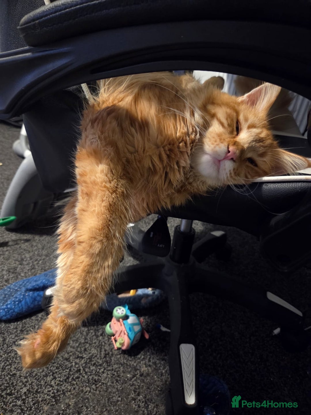 Maine Coon cats for sale: Maincoon  - Image 6