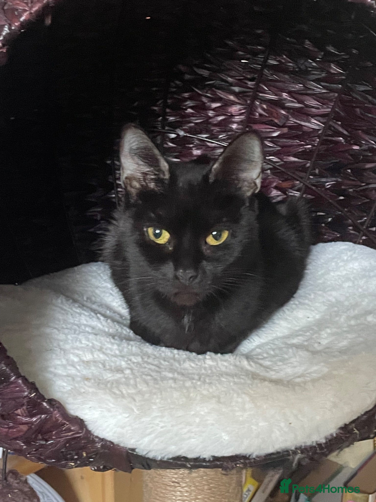 Mixed Breed cats Skye, rescue cat in need of new home - Advert 2