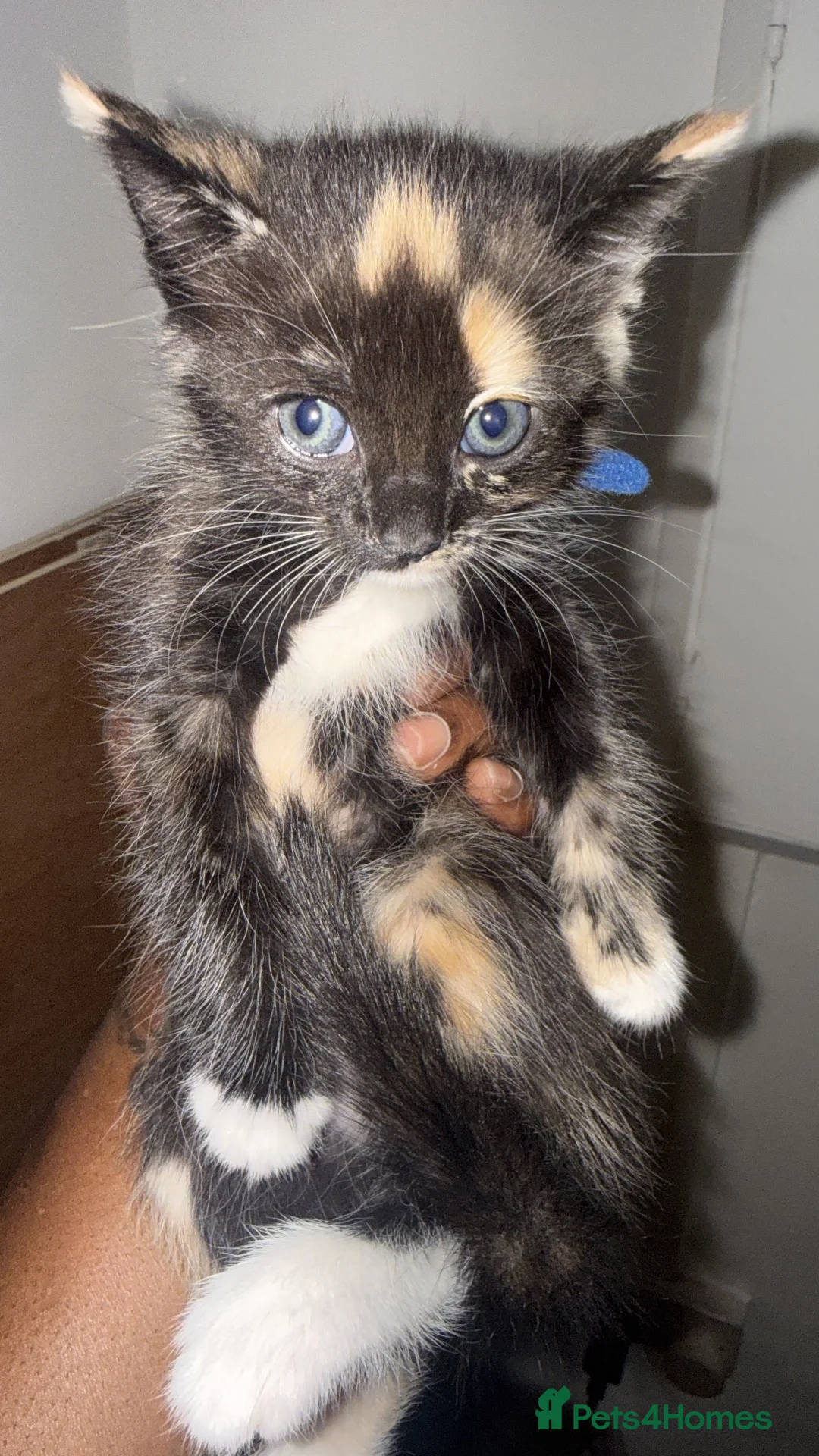 Mixed Breed cats for sale: Male Kitten For Sale - Advert 2