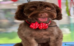 Cockapoo dogs for stud: Remy 18 month old F1 cockapoo for stud  - Image 1