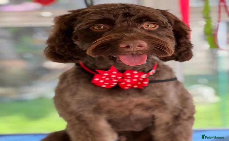 Cockapoo dogs - Advert 2