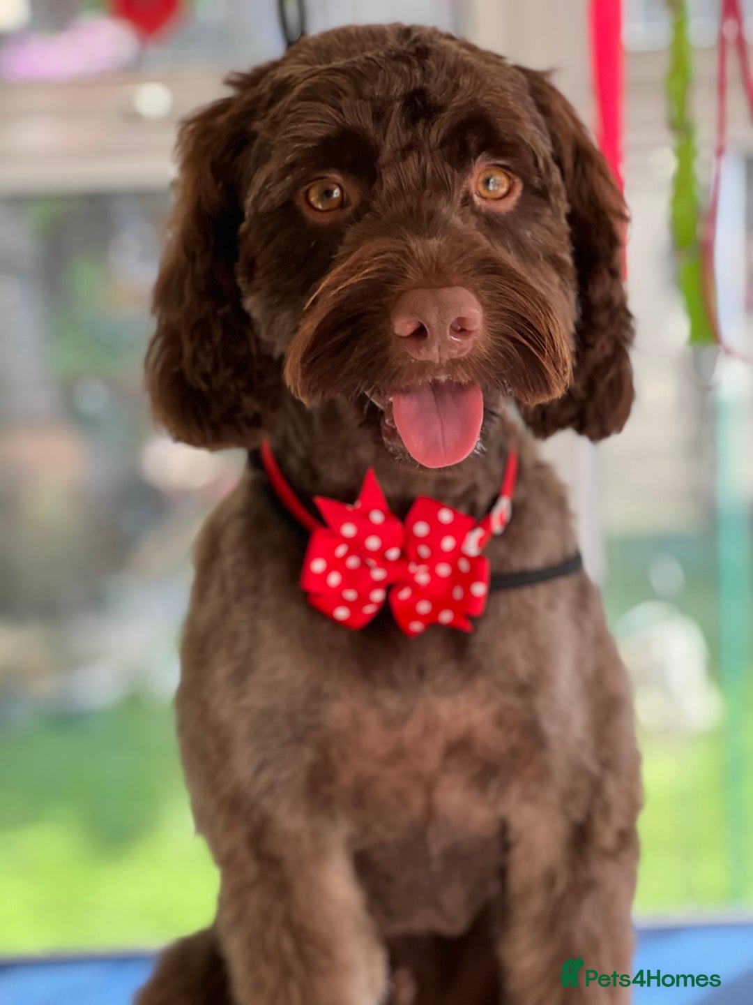 Cockapoo dogs for stud: Remy 18 month old F1 cockapoo for stud  - Image 1